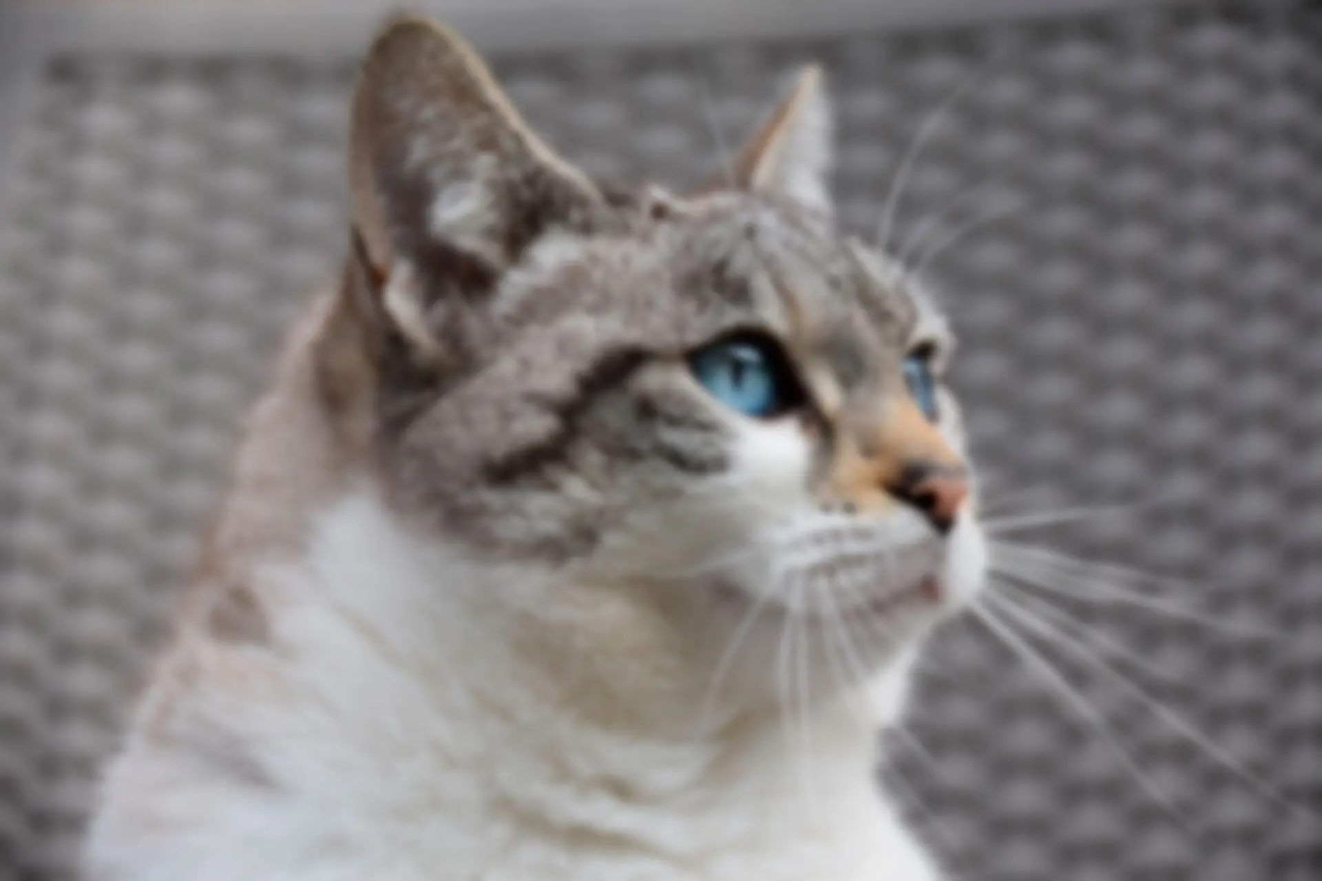 Blurred portrait of a cat before sharpening..